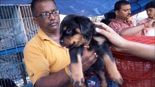 Excellent Quality Heavy Bone Rottweiler Puppy l Galiff Street Kolkata Price Rs 18000 [upl. by Ellenet75]