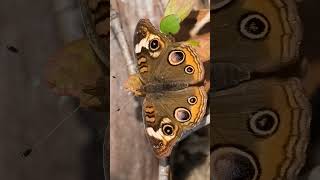 Buckeye Junonia coenia in Brushfooted Butterfly Family Nymphalidae  Observed in Description [upl. by Nena352]