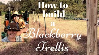 How to build a Blackberry Trellis [upl. by Padegs]