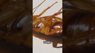 The Fascinating Life Cycle of a Cockroach [upl. by Enavi245]