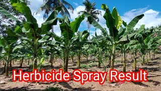 HERBICIDE SPRAYING TIPS  LAKATAN FARMING BASIC SANITATION [upl. by Lalad]