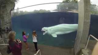 Beluga whale learns to scare kids Mystic Aquarium CT GoPro hero 3 black [upl. by Anela]