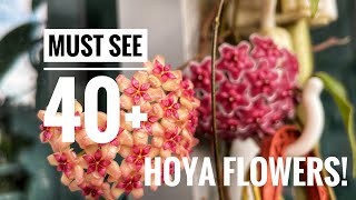 Over 40 stunning Hoya flowers for you to enjoy today Relaxing long video 🌸🥰 [upl. by Crooks]