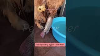 Video về chú chó golden Công Tâm hoạt bát dễ thương  Pet Corner [upl. by Ary]