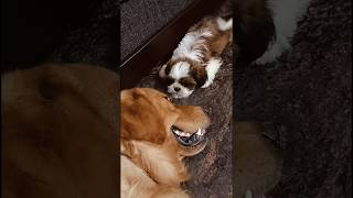 Shih Tzu puppy barking and fighting 🤣😂goldenretriever shorts youtubeshorts [upl. by Towers682]