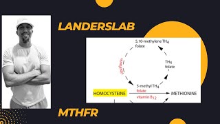 MTHFR Gene Mutation [upl. by Ratcliff]