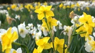 All About Daffodils  At Home With P Allen Smith [upl. by Aihsilef]