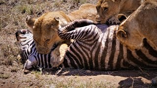 Serengeti Pride of lions hunting and killing zebras 4 KUHD [upl. by Cochran]