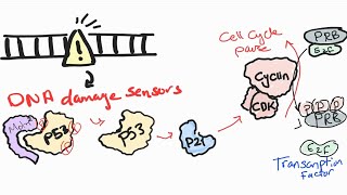 Tumor suppressor genes P53 [upl. by Lehcem]