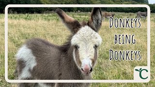 Our donkeys having the best life thanks to our supporters link in description [upl. by Threlkeld]