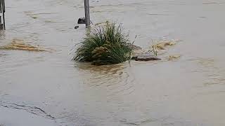 Hochwasser in Sieghartskirchen 😧🌧️ [upl. by Valli676]