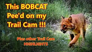 A Bobcat Marks my trail camera And other highlights from our trail cams [upl. by Dareen950]