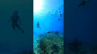 Incredible ocean diving🌊 with turtles🐢 in Maldives 🩵 Maldives shorts turtle short swimming [upl. by Natanoj]