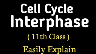 Cell Cycle  Interphase  Cell Cycle In Urdu Hindi Class 12 [upl. by Bergstein792]