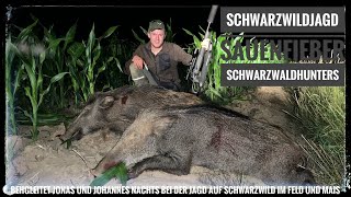 Sauen  Nachtjagd  Maisjagd  Schwarzwaldhunters im Sauenfieber [upl. by Veronica]