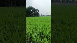 At my paddy field [upl. by Bertine]