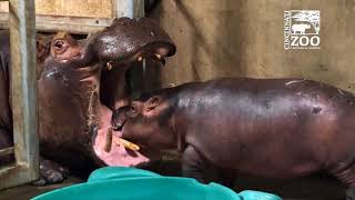 Baby Hippo Fiona  Episode 5 Family Reunion  Cincinnati Zoo [upl. by Worrell]