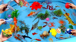 Collection of Cute Animals Sea Animals Sharks Goldfish Swordfish Crab Turtle Octopus Duck [upl. by Trev]