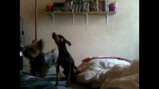 aboiement a la mort de 2 petits chiens [upl. by Hcurab]