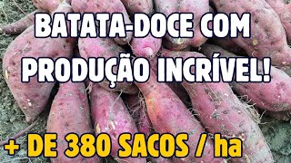 BATATADOCE COM PRODUÇÃO INCRÍVEL ESTIMATIVA  DE 380 SACOS HECTARE [upl. by Enidanreb]