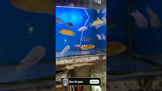 Magical waterproof fish pot 😍Gadgets Smart Appliances Kitchen Utensils Home Inventions [upl. by Sykes]