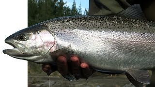 Fly Fishing New Zealand  Weekend CHROME [upl. by Ruder710]