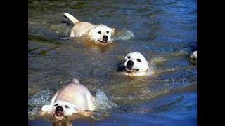 Labrador Father Teaches Puppies To Swim ADORABLE [upl. by Aitnis417]