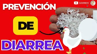 🏆 El Mejor REMEDIO para PREVENIR la DIARREA en los POLLOS de ENGORDE 😱 [upl. by Orsa]