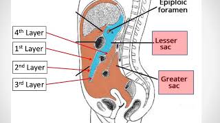 Anatomy of Peritoneum [upl. by Gwynne683]