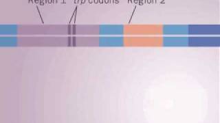 operon Trp [upl. by Sorips]