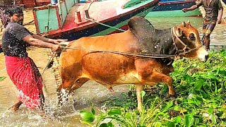 Cow Unloading  BD Cow  Biggest Cow  Gorur Hatt  GoruCow  Ep  302 [upl. by Dnaleel121]