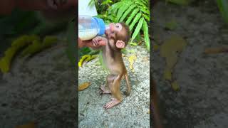 Anxious little monkey confusing behavior of animals zoo cute pets45 monkey shorts video [upl. by Anigroeg]