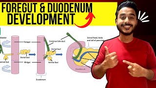 duodenum development embryology  foregut development embryology [upl. by Yakcm545]