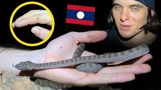 Bitten by a Pit Viper Herping Laos Ep1 [upl. by Ecyal]