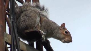 GREY SQUIRREL ALARM CALL [upl. by Arbua]