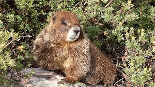 Yellowbellied Marmots  Whistle Call Stand on Alert [upl. by Ashford]