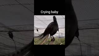 Lyrebird mimicking sound viralvideo youtubeshorts [upl. by Langdon]