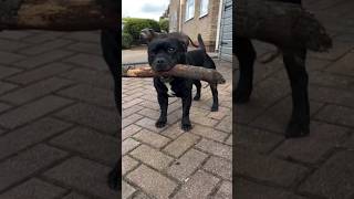 Staffordshire terrier family youtubeshorts dogbreed ytshorts [upl. by Bezanson]