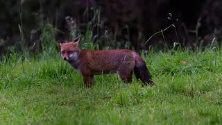 Renard quotentre chasseur et vachequot [upl. by Decato]