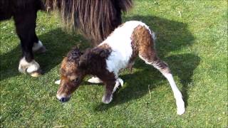 Miniature Shetland Foal Being Born 14May2013 and her First Steps [upl. by Selimah]