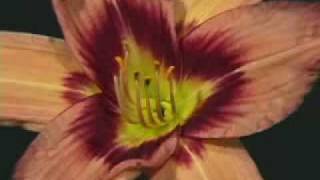 Daylily Time Lapse [upl. by Franzoni]