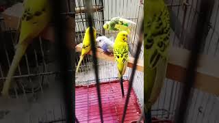 Tcb budgies parrot youtube birds shortvideo [upl. by Kimball]