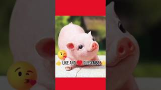 Cute baby piglet short viralshorts [upl. by Bren]