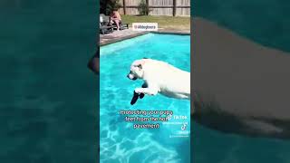 Dog Wears Pool Boots For Swimming [upl. by Awe]