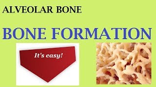 Alveolar bone part 2a BONE FORMATION [upl. by Annala]