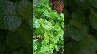 Planta Millonaria Pilea Nummulariifolia plantas plants plantslover shorts millonarias garden [upl. by Burrell]