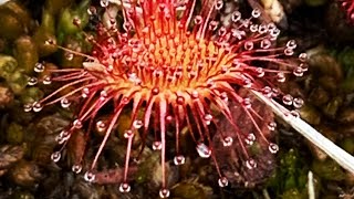 Temperate Sundew  Drosera care over winter [upl. by Bevon]