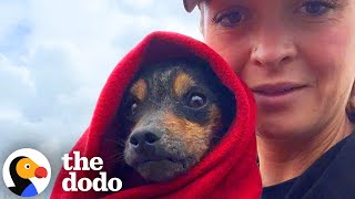 Dog Found Hiding In A Box Has The Comfiest House Now  The Dodo [upl. by Boser427]