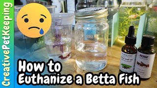 How to Humanely Euthanize a Betta Fish 🐟 Different Methods [upl. by Pugh]