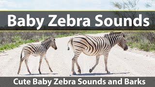 Baby zebra sounds [upl. by Raycher]